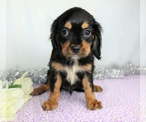 Cavalier King Charles Spaniel Puppy for sale in FREDERICKSBG, OH, USA