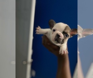French Bulldog Puppy for sale in GIBSONTON, FL, USA