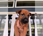 Small #3 Labrador Retriever Mix