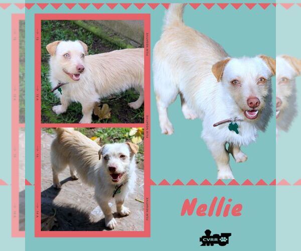 Medium Photo #1 Mutt Puppy For Sale in Lindsay, CA, USA