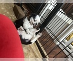 Small Pug