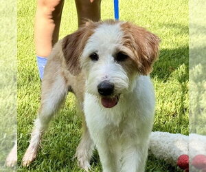 Mutt Dogs for adoption in Yardley, PA, USA