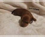 Puppy 3 Dachshund