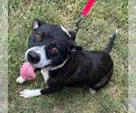 Small American Staffordshire Terrier Mix