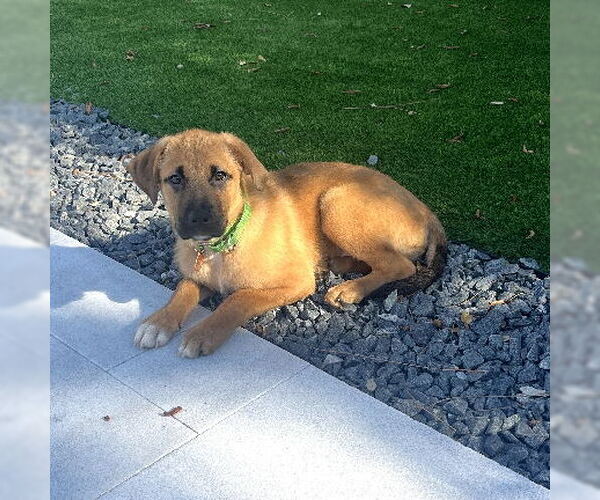 Medium Photo #2 Labrador Retriever-Unknown Mix Puppy For Sale in Royal Palm Beach, FL, USA