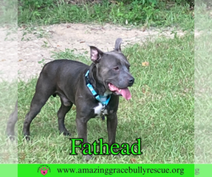 American Pit Bull Terrier-Unknown Mix Dogs for adoption in Pensacola, FL, USA