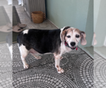 Small #5 Beagle
