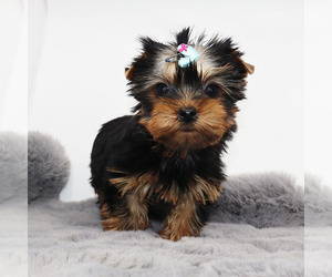 Yorkshire Terrier Puppy for sale in LOS ANGELES, CA, USA