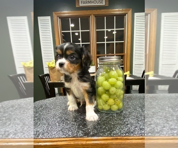 Medium Photo #1 Cavalier King Charles Spaniel Puppy For Sale in FORT WASHINGTON, MD, USA