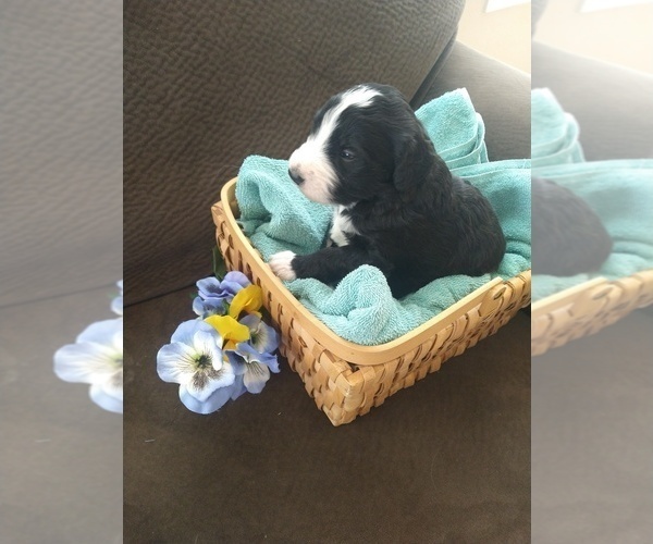 Medium Photo #12 Bernedoodle Puppy For Sale in CALHAN, CO, USA
