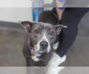 American Pit Bull Terrier-Unknown Mix Dogs for adoption in Mountain Home, AR, USA