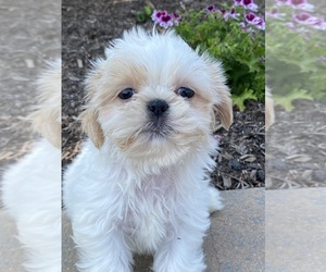 Shih Tzu Puppy for sale in CANOGA, NY, USA
