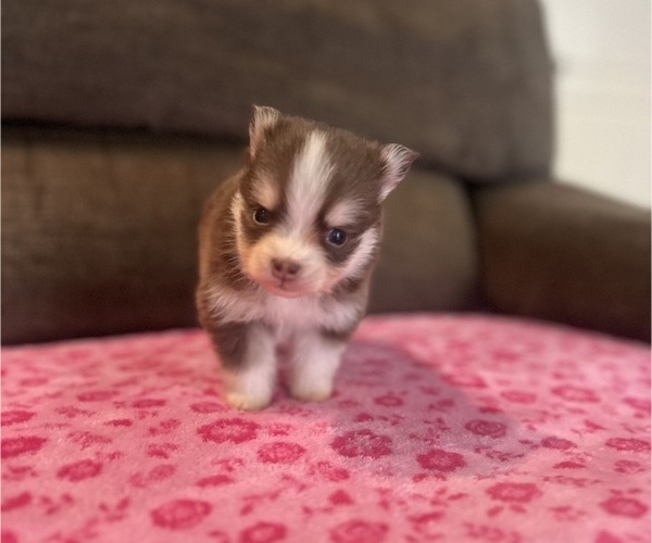 Medium Photo #1 Pomsky Puppy For Sale in DRACUT, MA, USA