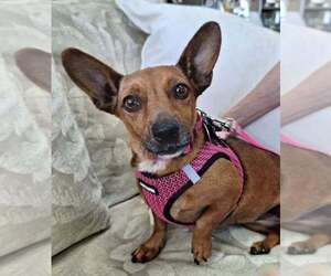Medium Chiweenie