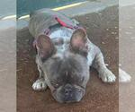 Small #2 French Bull Weiner