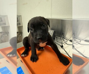 Mutt Dogs for adoption in Bakersfield, CA, USA