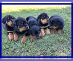 Small Photo #3 Rottweiler Puppy For Sale in COLUMBIA, TN, USA