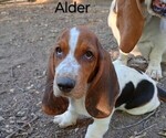 Image preview for Ad Listing. Nickname: Alder