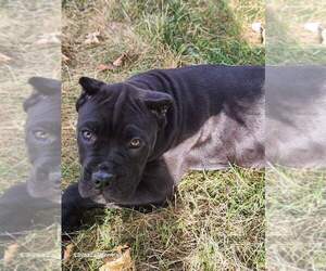 Cane Corso Puppy for sale in OSSEO, WI, USA