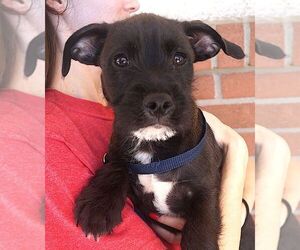 Cairn Terrier Dogs for adoption in Carrollton, TX, USA
