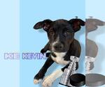 Small Labrador Retriever Mix
