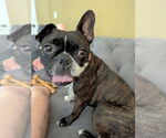 Small #1 French Bulldog
