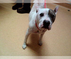 Mutt Dogs for adoption in Martinez, CA, USA