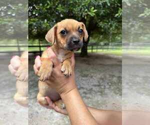 Puggle Dogs for adoption in Princeton, MN, USA