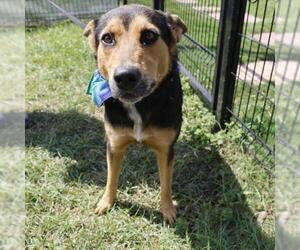 Australian Shepherd-Unknown Mix Dogs for adoption in San Antonio, TX, USA
