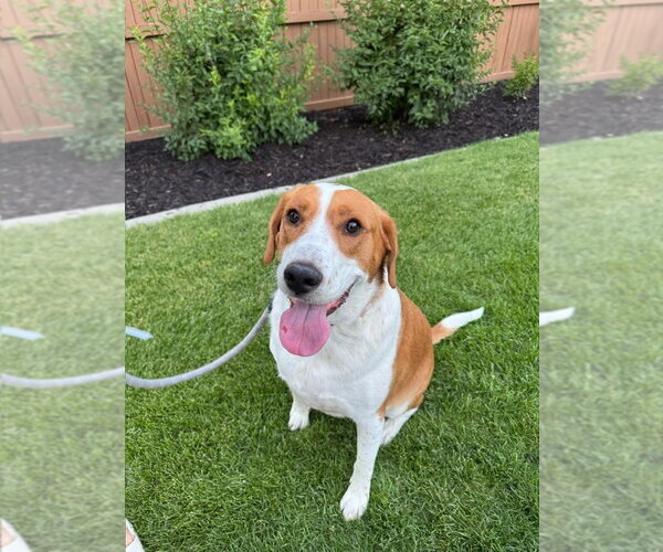 Medium Photo #1 Lab-Pointer Puppy For Sale in Salt Lake City, UT, USA