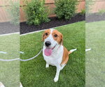 Small Lab-Pointer