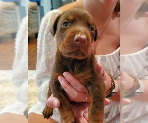 Doberman Pinscher Puppy for sale in PHENIX CITY, AL, USA