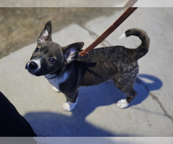 Medium Photo #1 Alaskan Malamute-Labrador Retriever Mix Puppy For Sale in Sheboygan, WI, USA