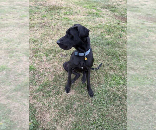 Medium Photo #2 Great Dane-Unknown Mix Puppy For Sale in Bullard, TX, USA