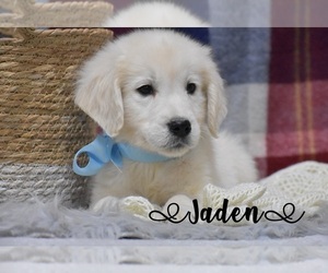 English Cream Golden Retriever Puppy for Sale in ARCANUM, Ohio USA