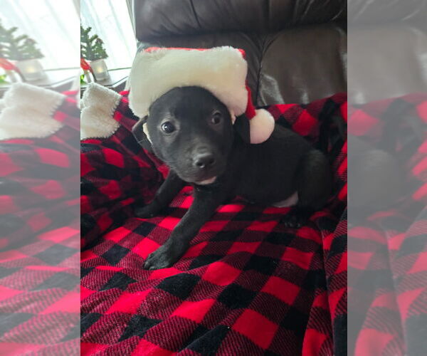 Medium Photo #2 Shepradors Puppy For Sale in Minneapolis, MN, USA