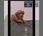 Stewie - Male Yorkipoo Puppy for Sale - Photo #3