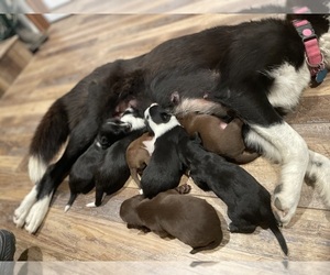 Border Collie-Chihuahua Mix Puppy for sale in GRANADA, CO, USA