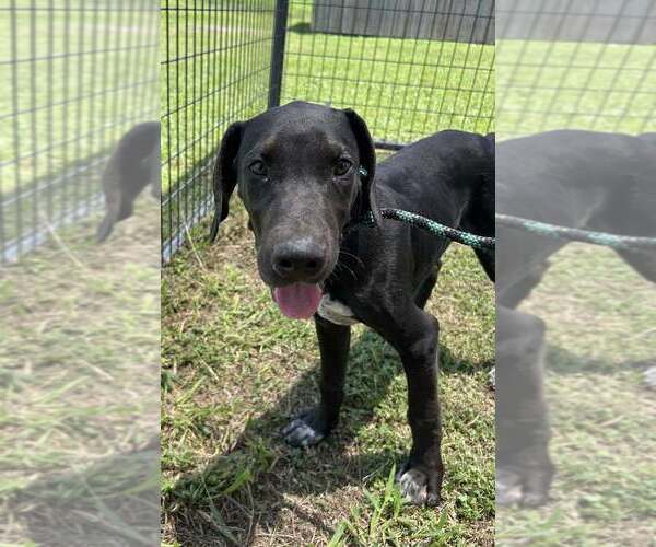 Medium Photo #4 Mutt Puppy For Sale in Abbeville, LA, USA