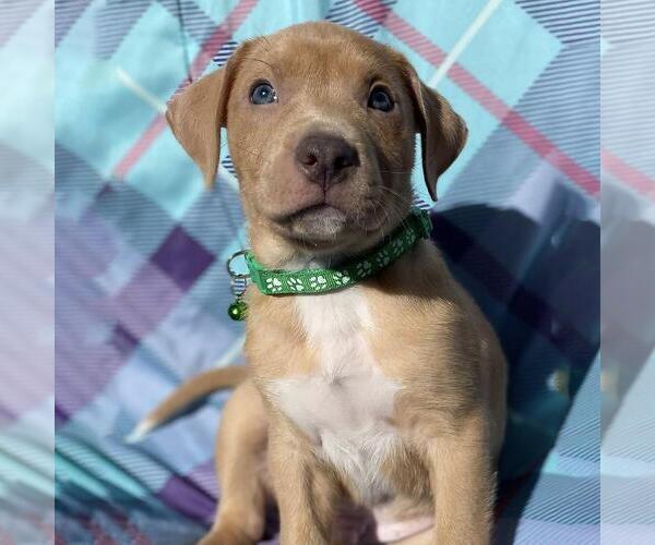 Medium Photo #4 Labrador Retriever-Unknown Mix Puppy For Sale in San Diego, CA, USA