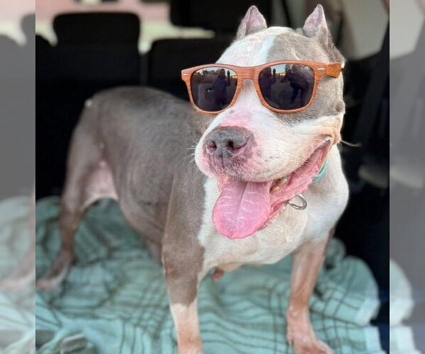 Medium Photo #6 American Staffordshire Terrier Puppy For Sale in Cranford, NJ, USA