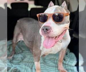 Betty - Female American Staffordshire Terrier Dog for Adoption - Photo #6
