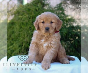 Golden Retriever Puppy for sale in LITITZ, PA, USA