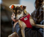 Small #1 Chihuahua Mix