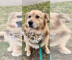 Small #3 Golden Retriever Mix