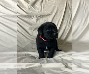 Labsky Puppy for sale in CANFIELD, OH, USA