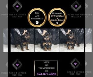 Poodle (Toy) Puppy for sale in WARSAW, IN, USA