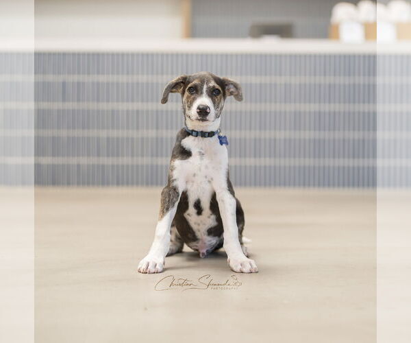 Medium Photo #6 Mutt Puppy For Sale in Marina Del Rey, CA, USA