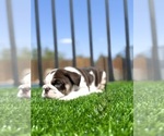 Small #4 English Bulldog