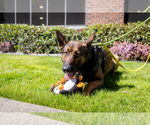 Small #3 German Shepherd Dog